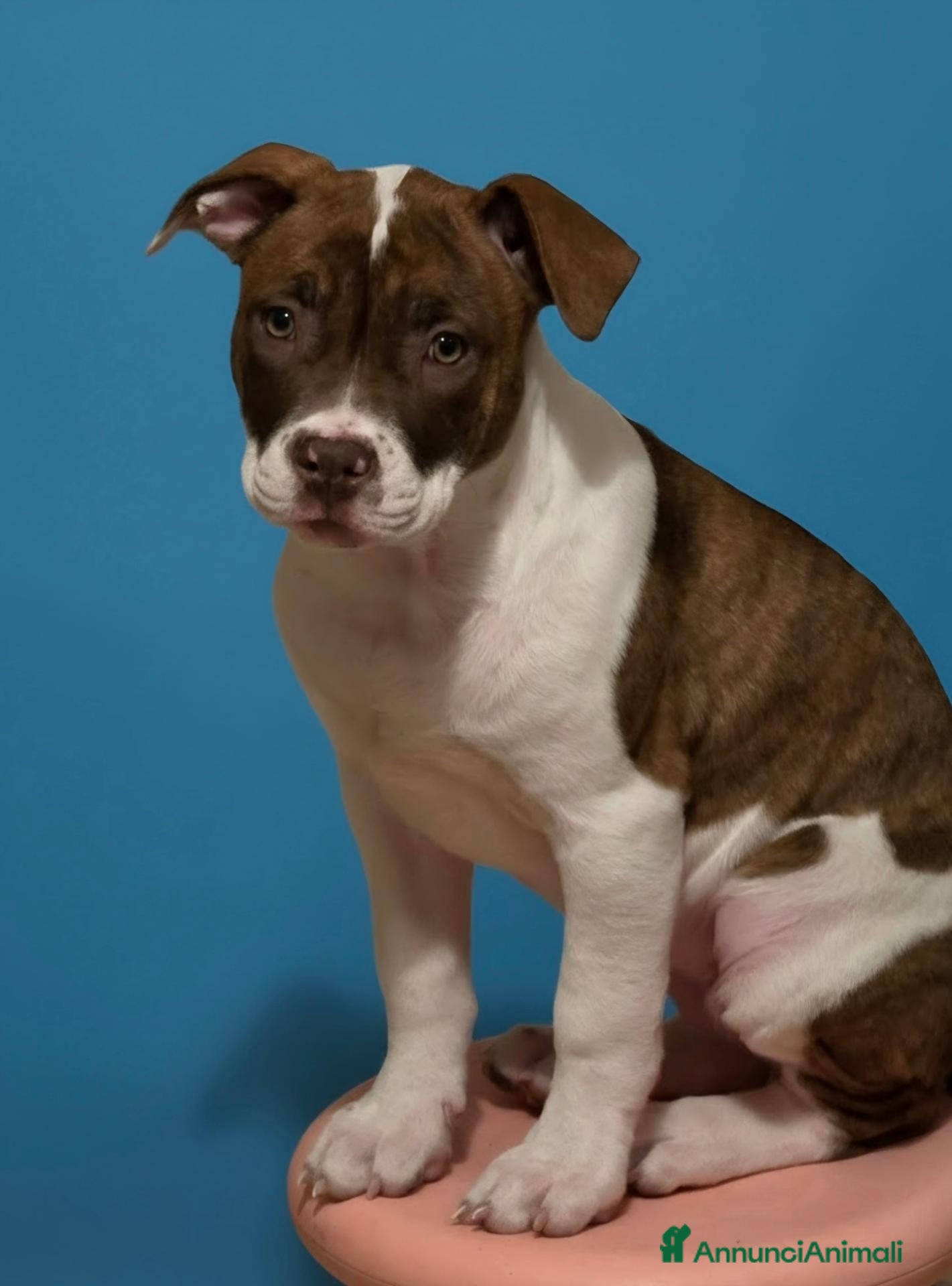 Pitbull cani Cucciola di pitbull  - Annuncio 4