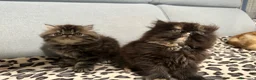 Persiano gatti in vendita: cucciolata gattini persiani - Annuncio 2