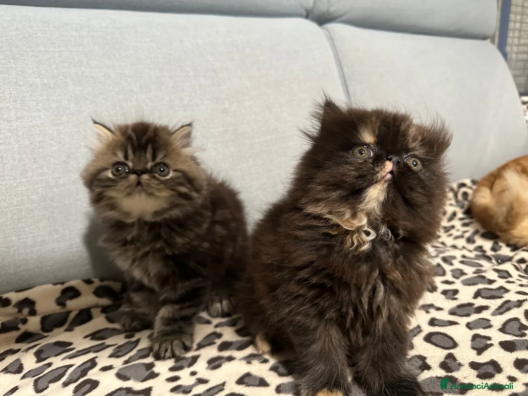 Persiano gatti in vendita: cucciolata gattini persiani - Annuncio 2