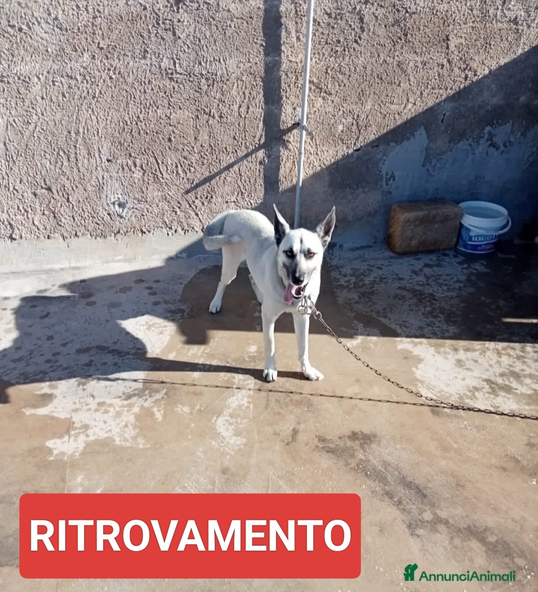 Altre razze cani in regalo: ZEUS  - Annuncio 5