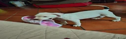 American Staffordshire cani in vendita: Vendita cucciola amstaff  a Città metropolitana di Roma Capitale - Annuncio 3