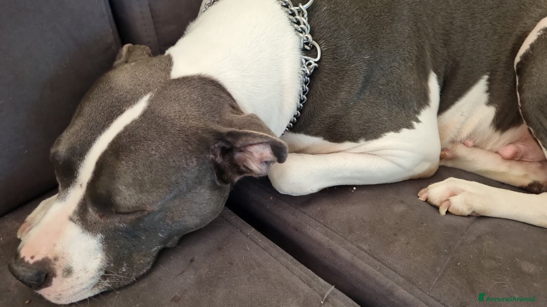 Pitbull cani in vendita: Cuccioli di pitbull a Città Metropolitana di Genova - Immagine 16