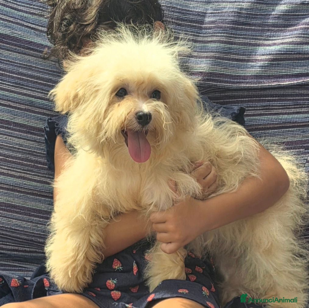Maltipoo cani in vendita: Maltipoo toy - Annuncio 2