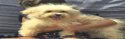 Maltipoo cani in vendita: Maltipoo toy - Annuncio 1