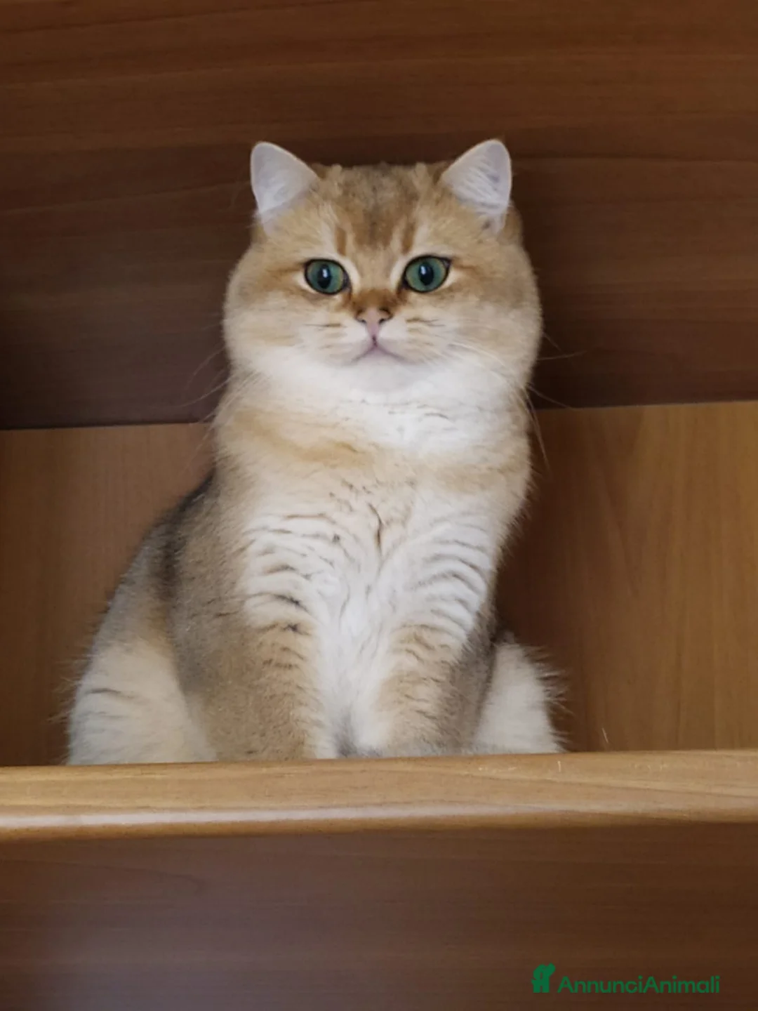 British gatti in vendita: Cuccioli British Shorthair Golden  - Annuncio 25