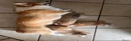 Corgi Pembroke cani in vendita: Corgi cuccioli a Provincia di Vercelli - Annuncio 6