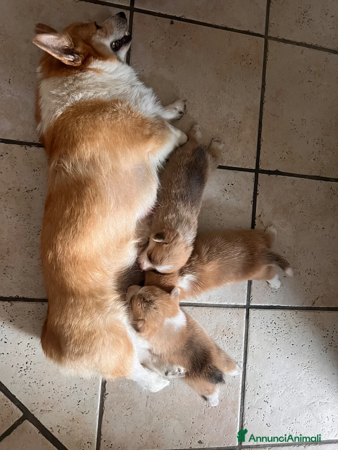 Corgi Pembroke cani in vendita: Corgi cuccioli a Provincia di Vercelli - Annuncio 6