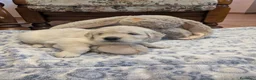 Golden Retriever cani in vendita: Cuccioli di Golden Retriever - Annuncio 6