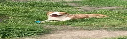 Meticcio cani in regalo: Simil spinone  a Città Metropolitana di Napoli - Annuncio 4