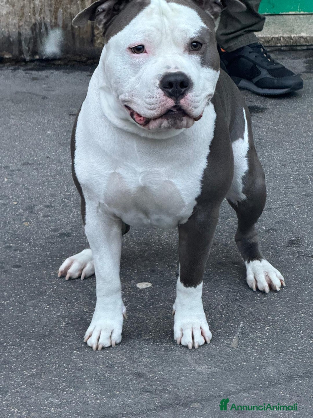 Pitbull cani per accoppiamento: Monta - Annuncio 13