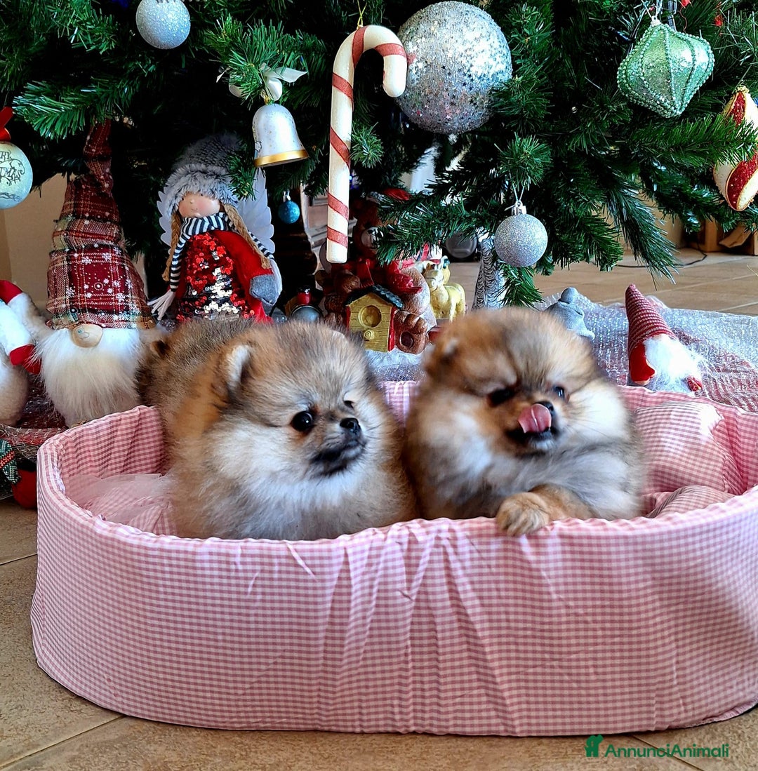 Volpino Pomerania cani in vendita: Spitz tedesco nano - Annuncio 9