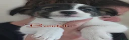Meticcio cani in regalo: Cuccioli di 3 mesi simil jackrussel tg piccola  - Annuncio 4