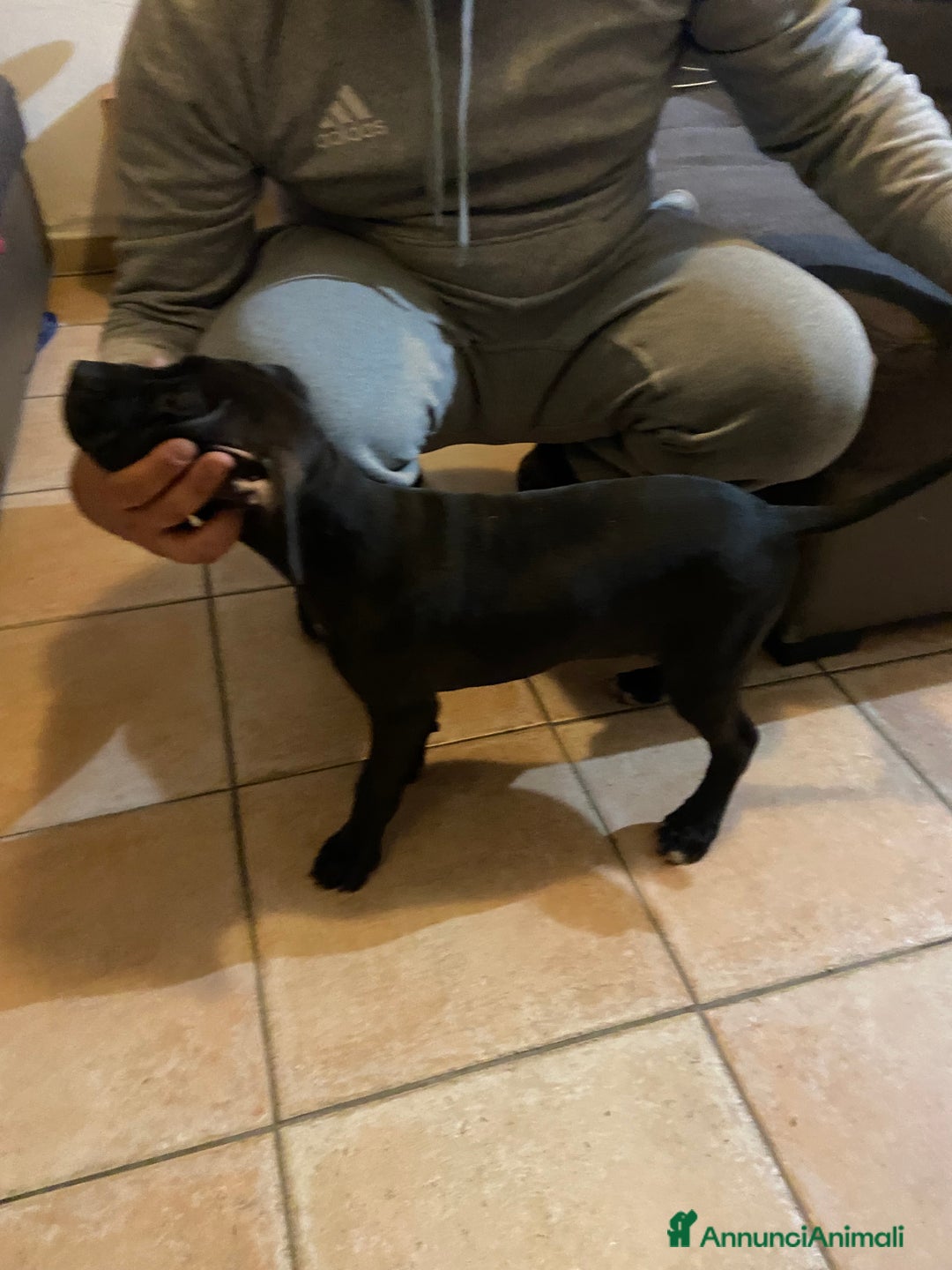 Pitbull cani in vendita: Cuccioli di pitbull adba - Annuncio 6