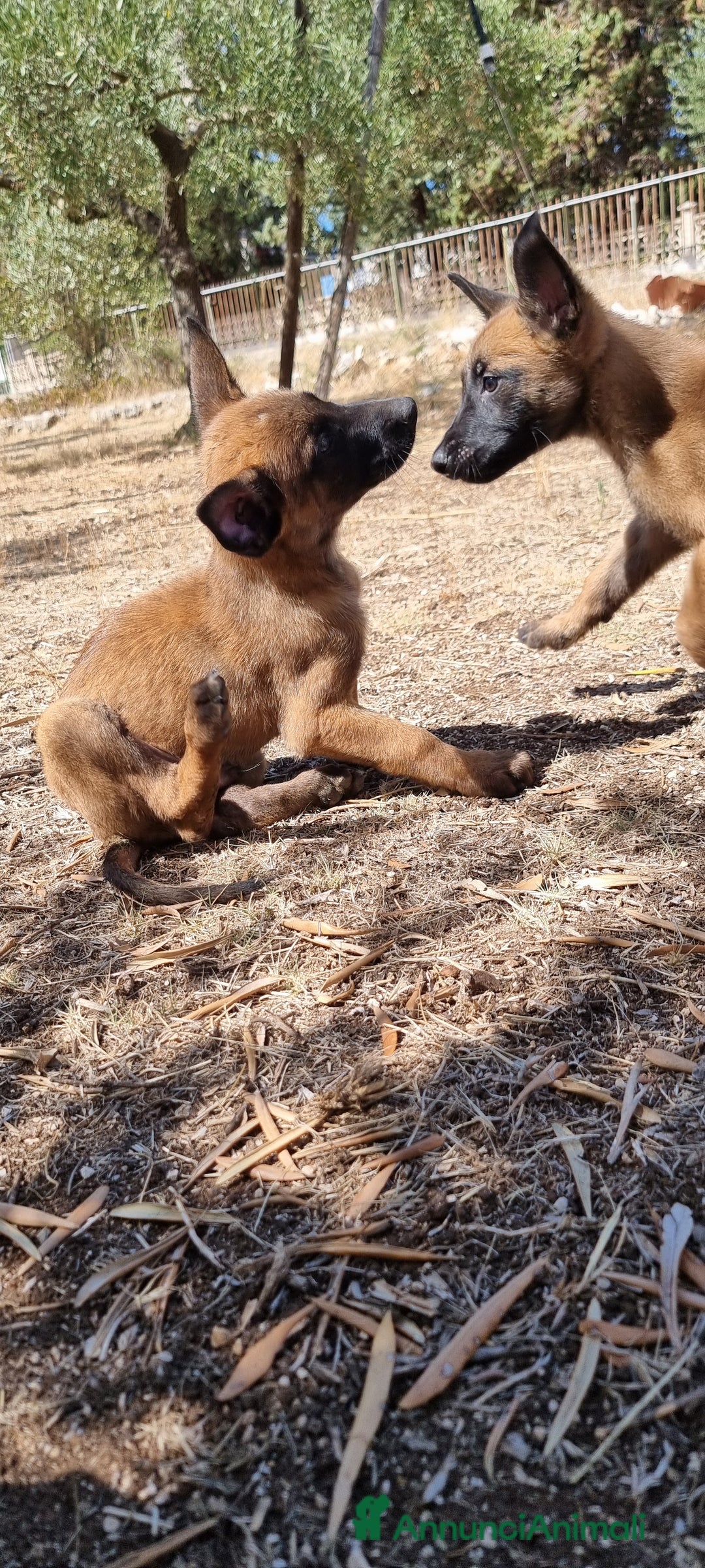 Pastore Belga cani in vendita: Cuccioli Pastore Belga Malinois Napoli Caserta - Annuncio 7