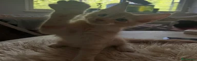 Maine Coon 4