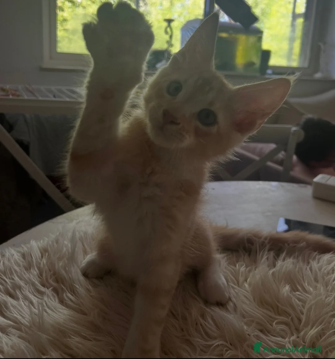Maine Coon gatti in vendita: Maine Coon bellissimi  - Annuncio 2