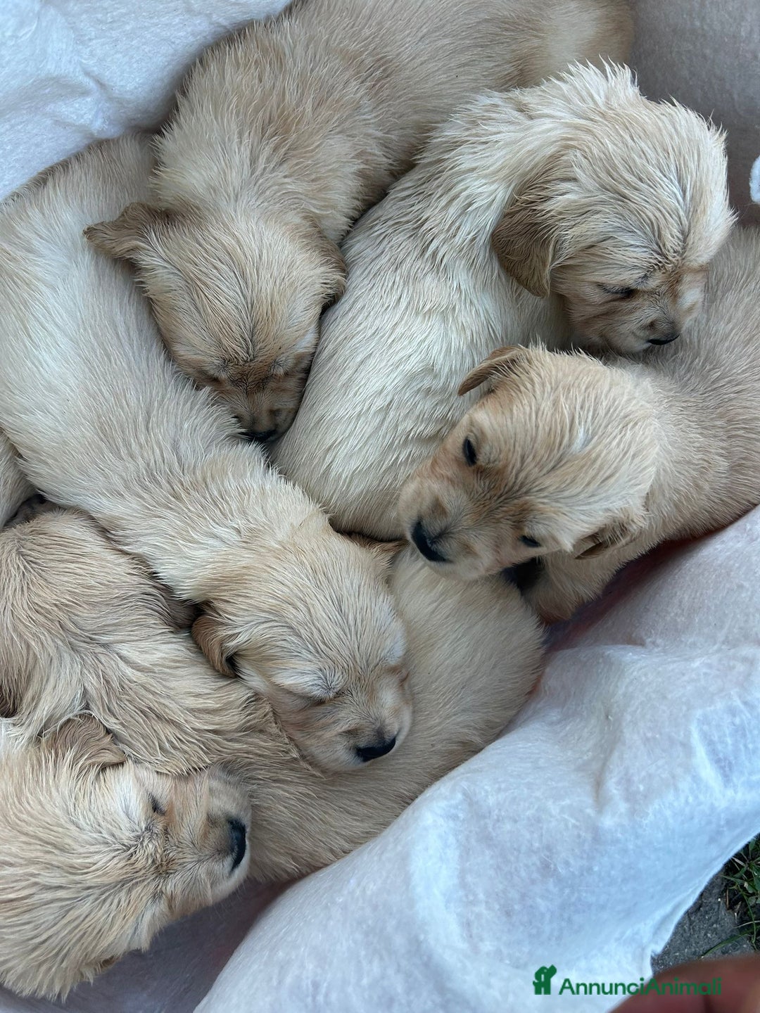 Golden Retriever cani in vendita: Golden retriever  - Annuncio 3