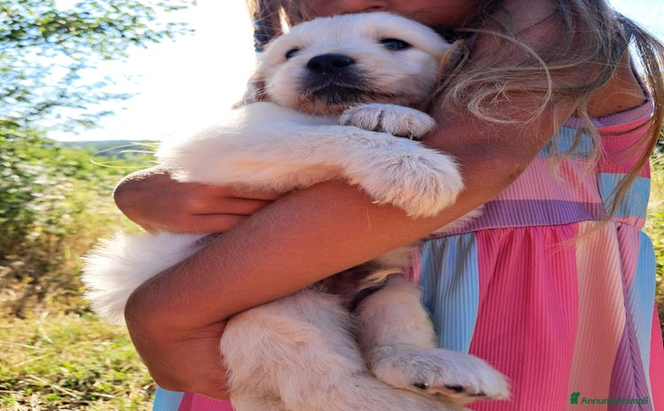 Golden Retriever cani a Provincia di Cremona - Annuncio 9