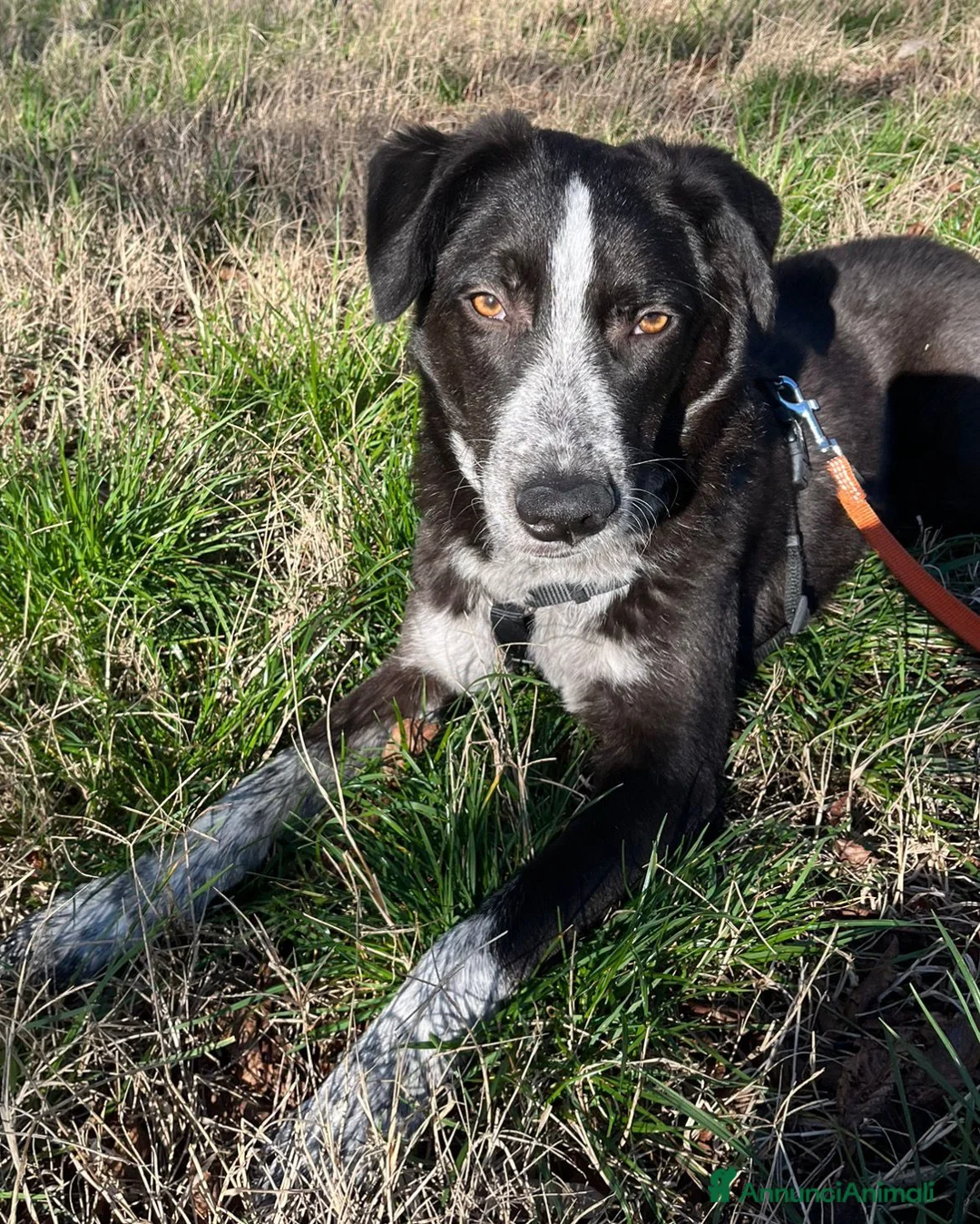 Meticcio cani in regalo: Nello - Annuncio 1
