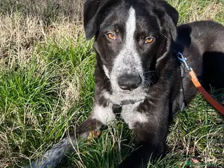 Meticcio cani Nello - Annuncio 33