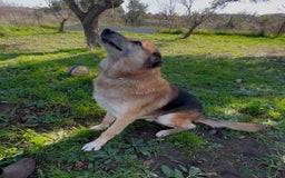 Meticcio cani in regalo: ARGO 💙-derivato pastore tedesco da sempre in box  - Immagine 2