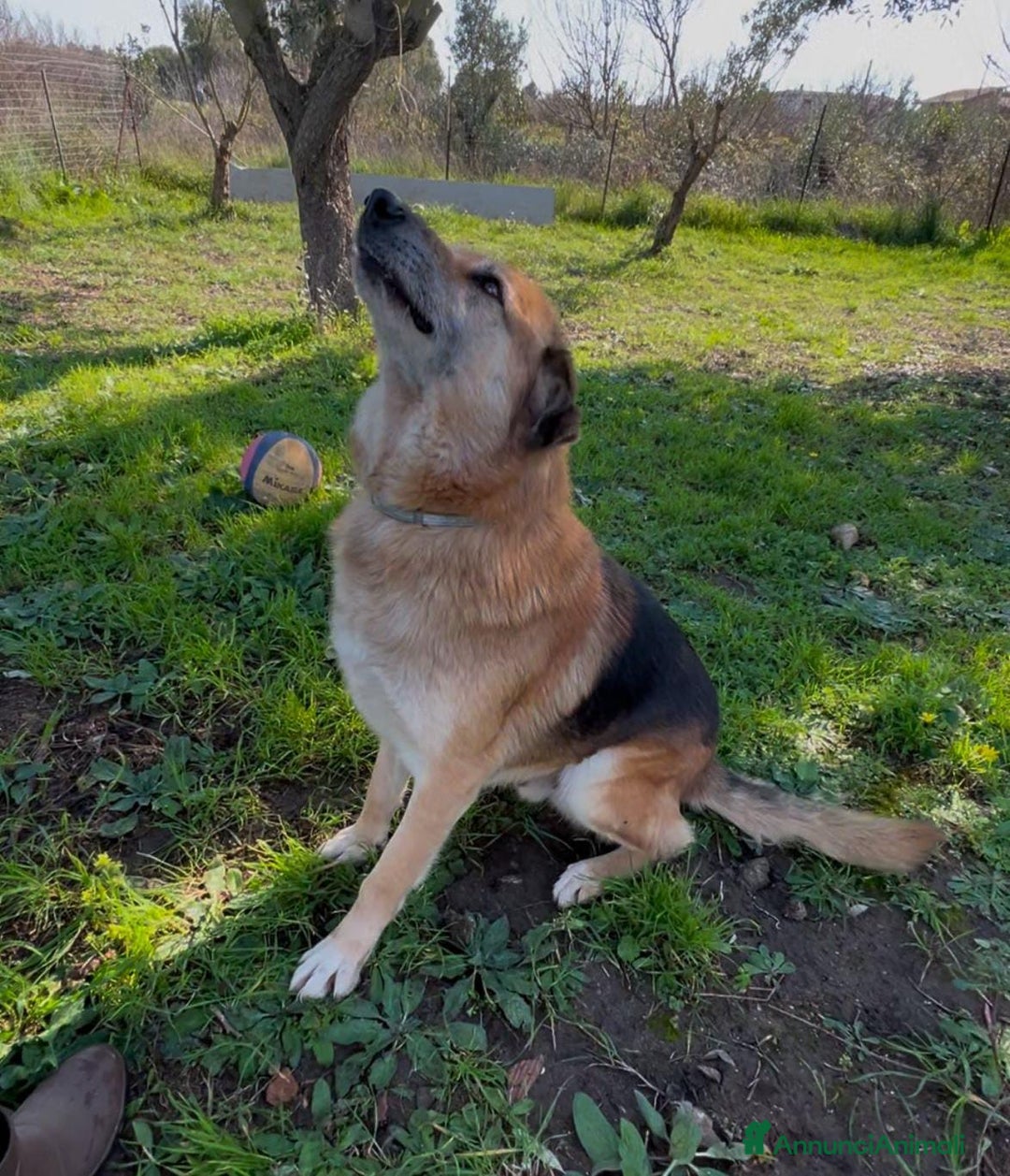 Meticcio cani in regalo: ARGO 💙-derivato pastore tedesco da sempre in box  - Annuncio 2