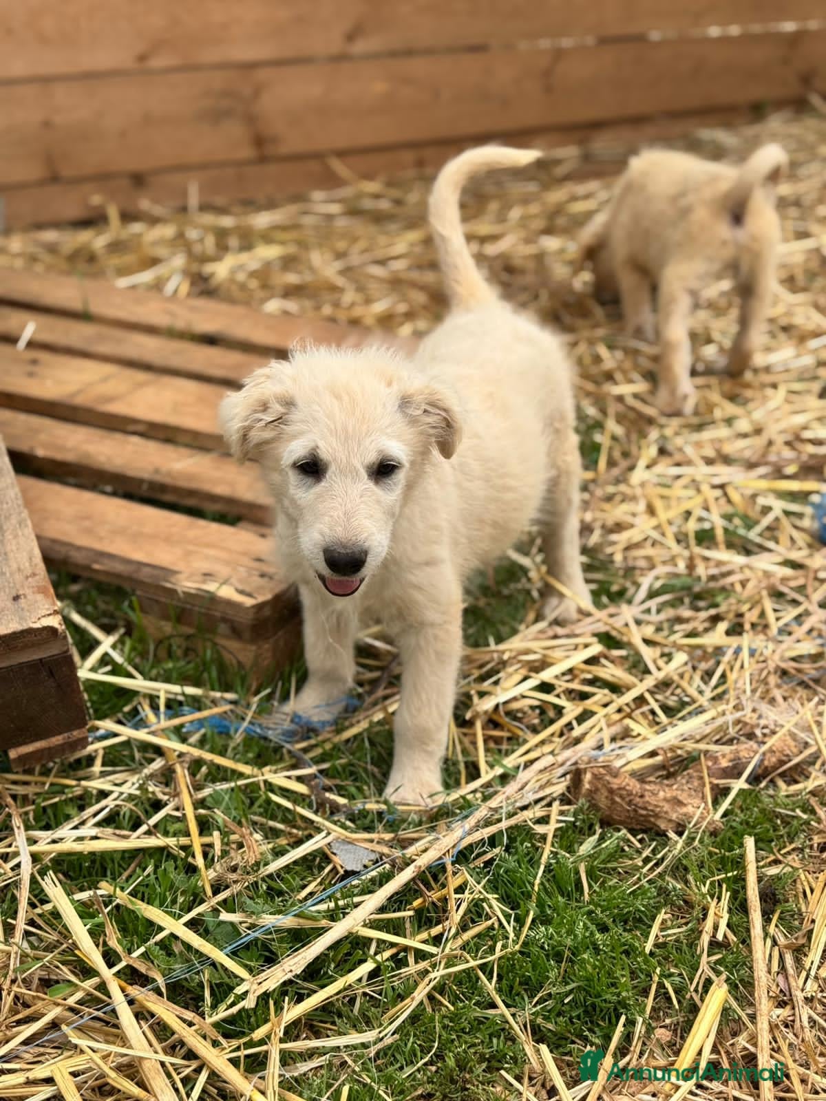 Meticcio cani maverik - Annuncio 15