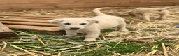 Meticcio cani in regalo: maverik - Annuncio 1
