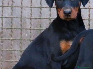 Dobermann cani Dobermann cuccioli - Annuncio 3