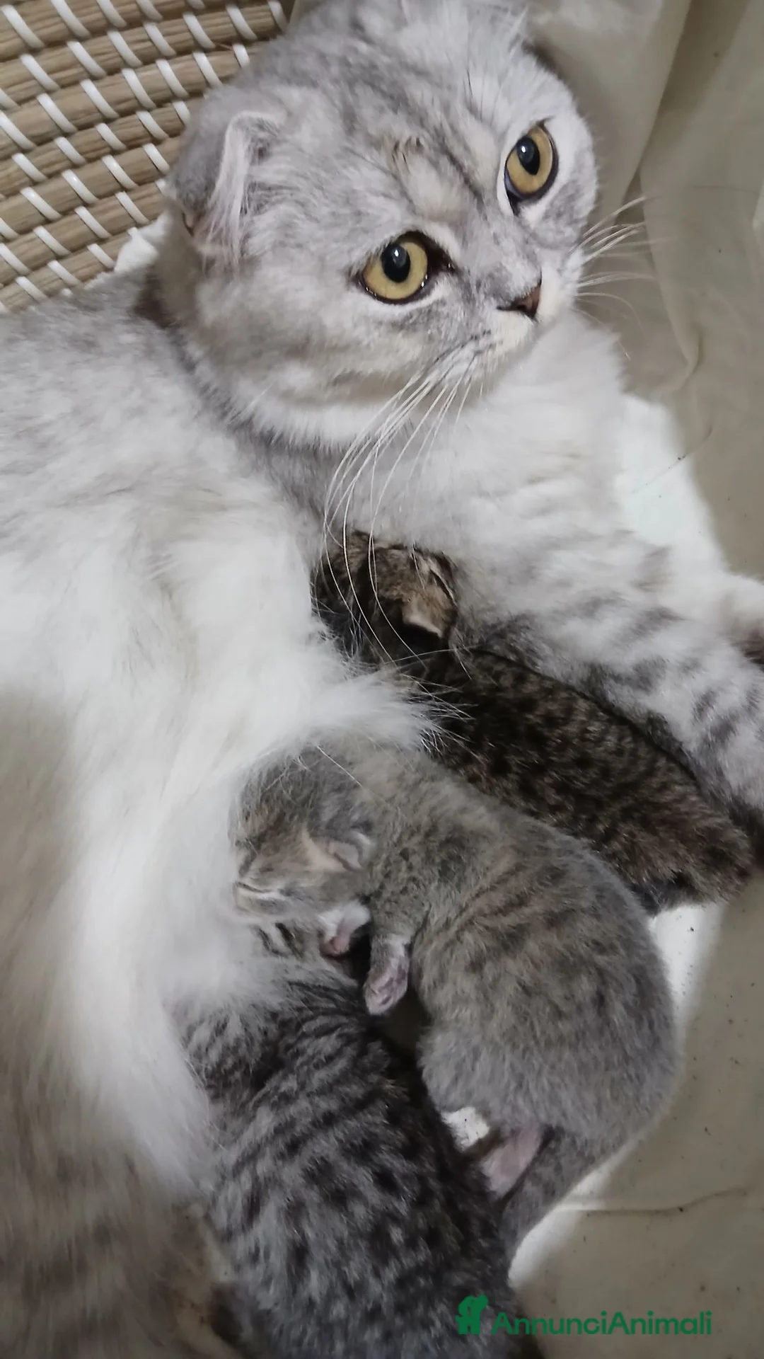 Scottish gatti in vendita: Cuccioli Scottish  - Annuncio 2