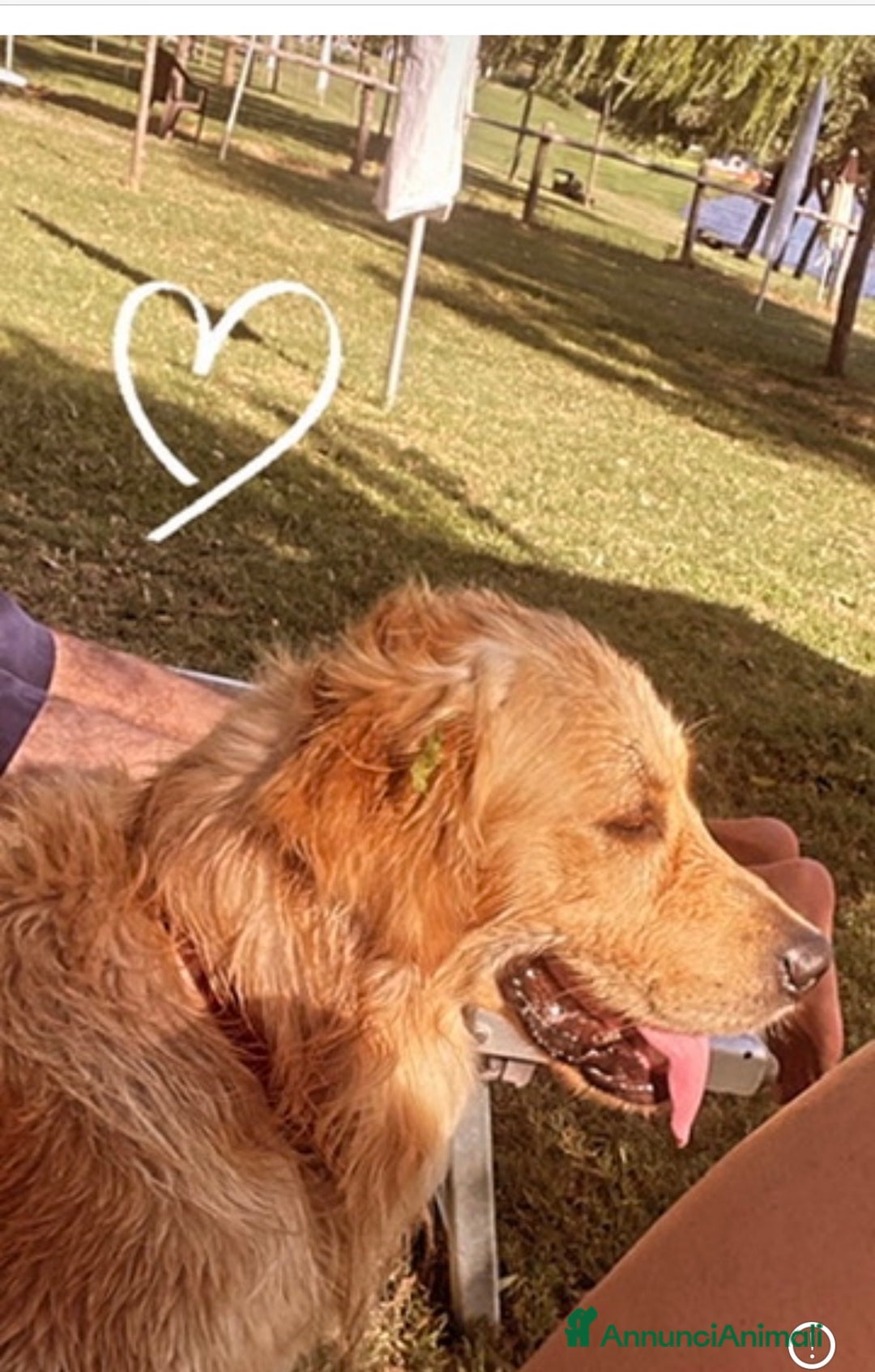 Golden Retriever cani in vendita: Golden retraiver a Città metropolitana di Roma Capitale - Immagine 4