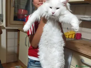 Maine Coon gatti Maine coon con pedigree - Annuncio 2