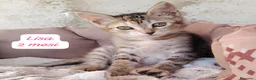 Europeo gatti in regalo: Tanti gattini desiderosi di trovare casa  a Provincia di Prato - Annuncio 7