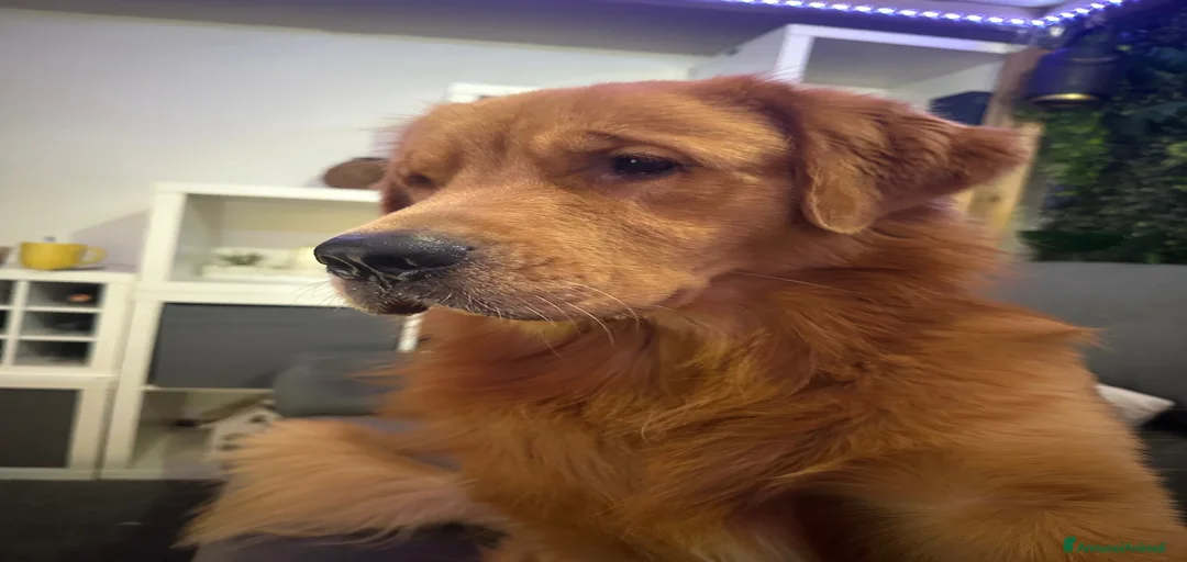 Immagine della galleria {{count}}