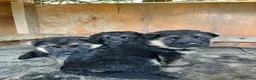 Pastore Tedesco cani in vendita: cuccioli di pastore tedesco di alta genealogia  a Provincia di Perugia - Annuncio 1
