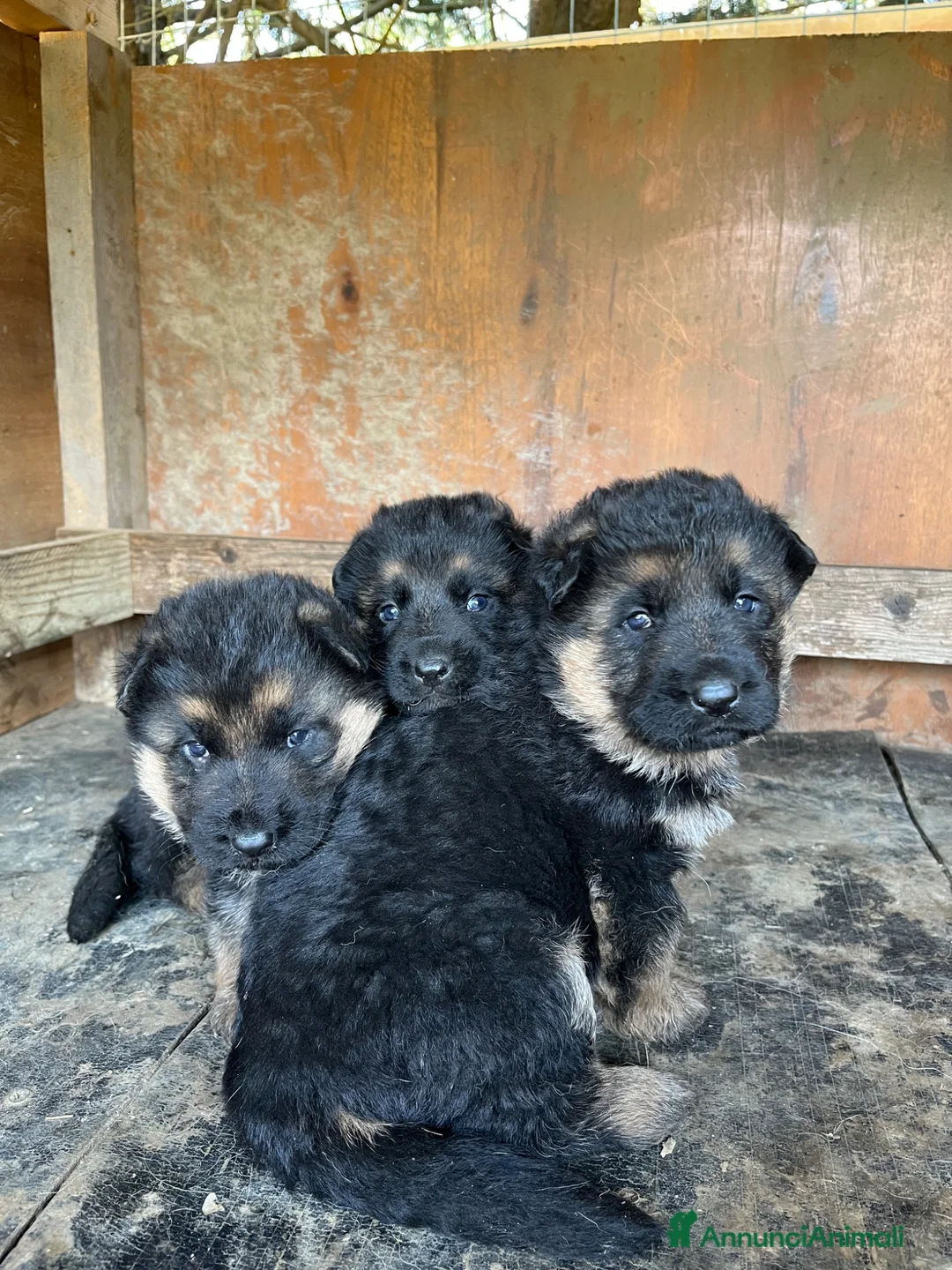 Pastore Tedesco cani in vendita: cuccioli di pastore tedesco di alta genealogia  a Provincia di Perugia - Annuncio 1