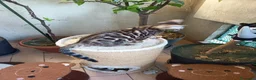 Bengala gatti in vendita: laun splendore cucciola Bengala 🥰  - Annuncio 11