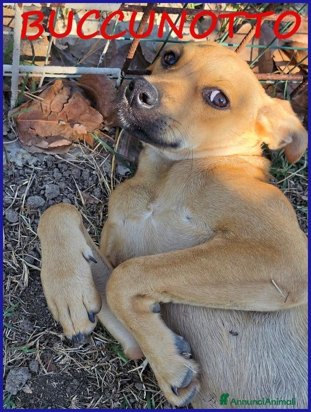 Meticcio cani in regalo: BUCCUNOTTO, DOLCE CUCCIOLOTTO 6 MESI, SOGNA UNA MA - Annuncio 1