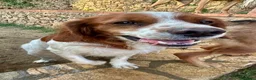 Breton cani in regalo: Norman - Annuncio 8