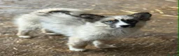 Husky cani in regalo: YUKON & ALASKA, magnifici cuccioli OCCHI BLU! - Annuncio 9
