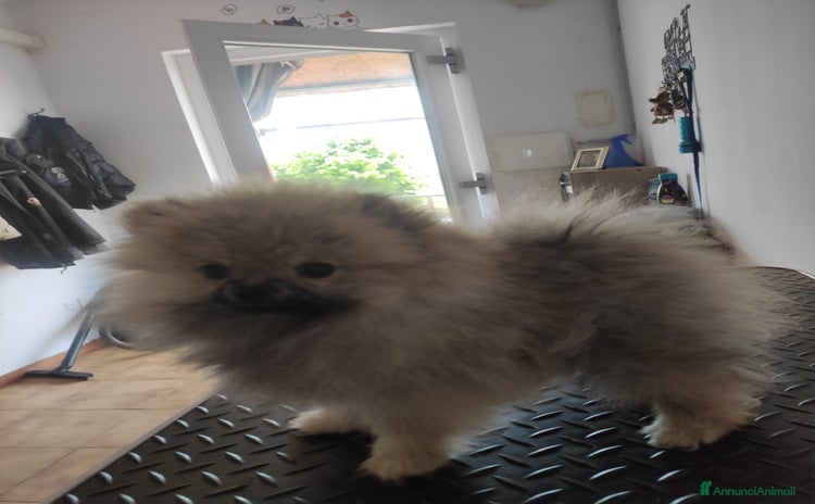 Spitz cani a Provincia di Brescia - Annuncio 1