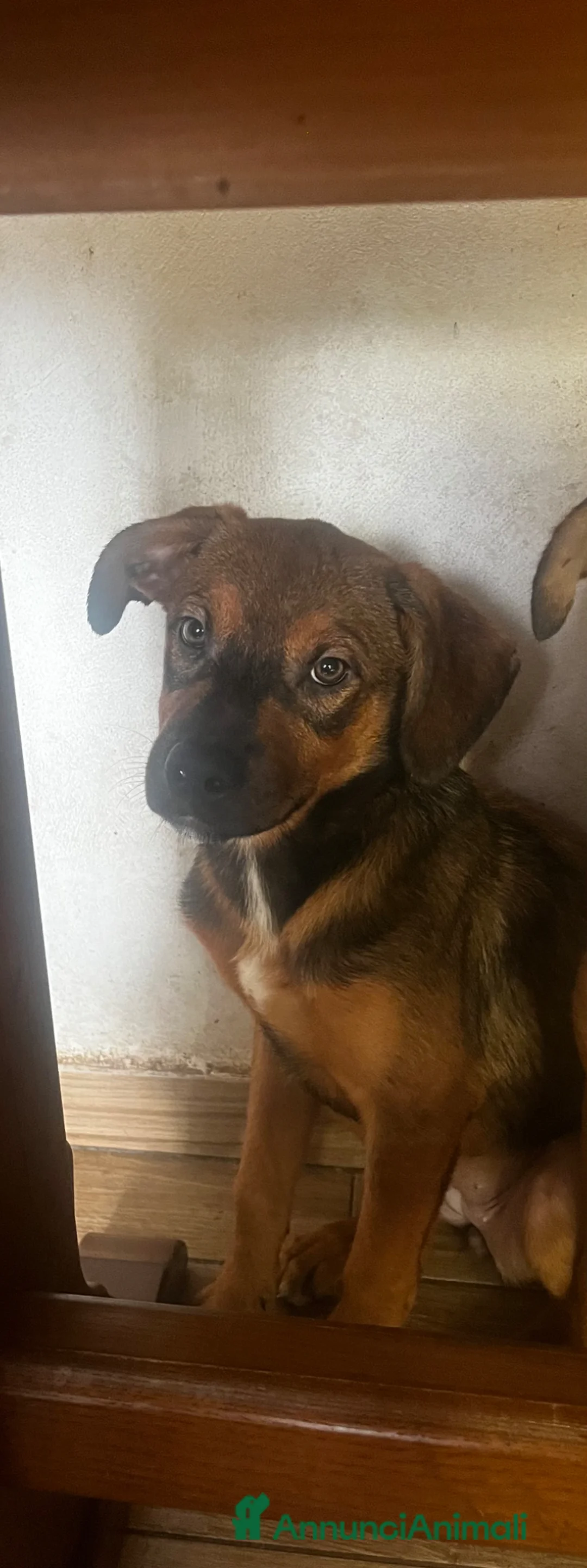 Meticcio cani in vendita: Disponibili 2 cucciole - Annuncio 4