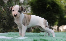 Whippet cani in vendita: Whippet  a Province of Como - Immagine 5