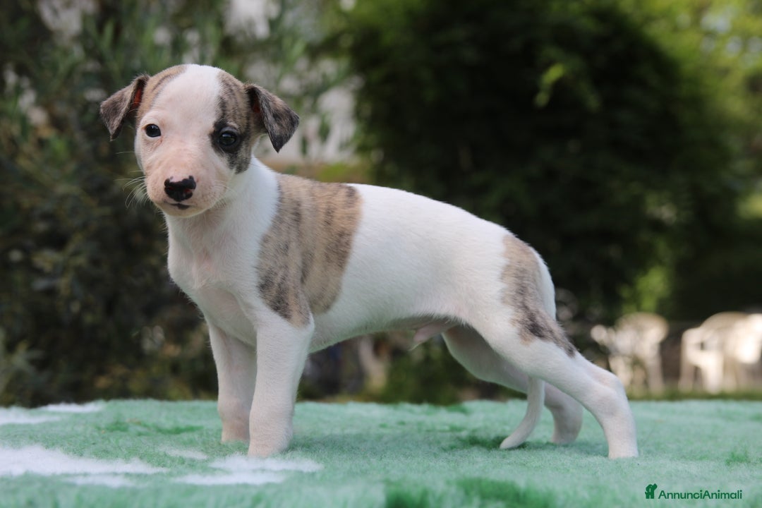 Whippet cani in vendita: Whippet  a Province of Como - Immagine 5