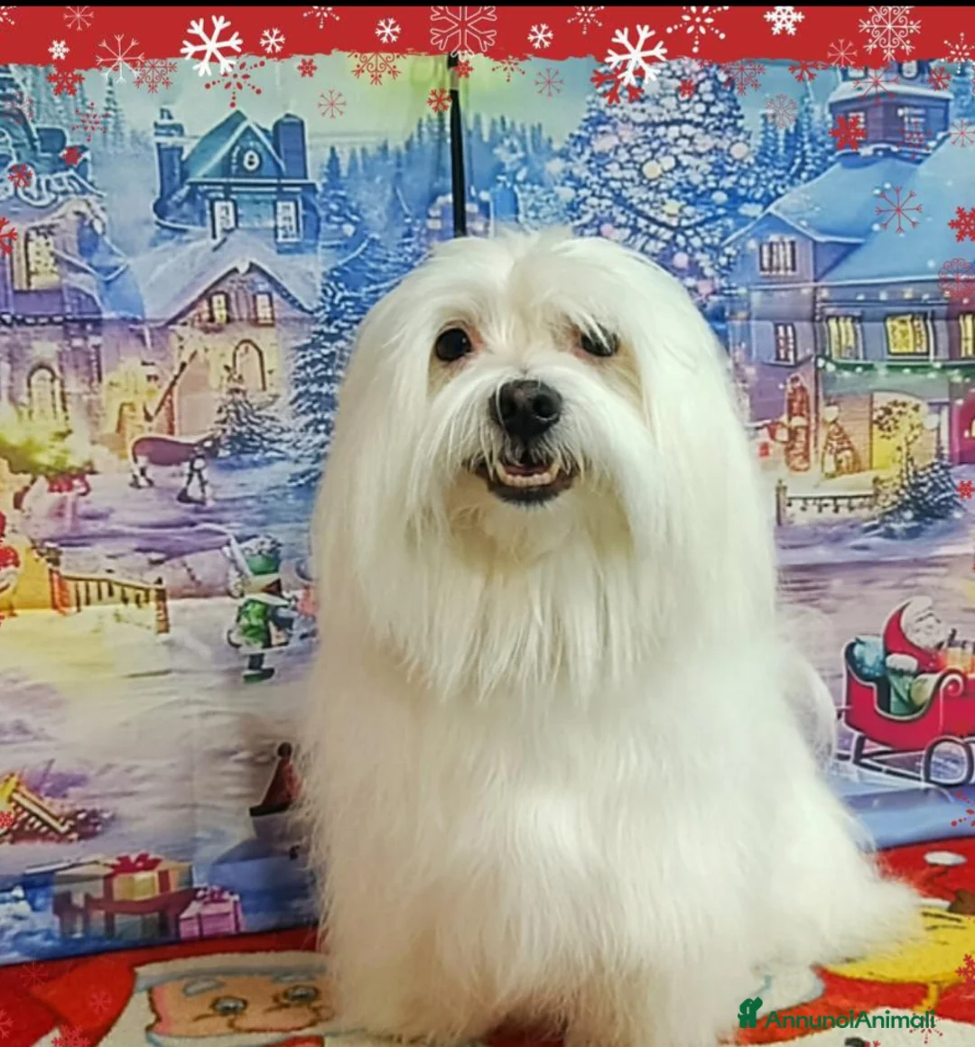 Maltese cani in vendita: Maltesino Toy - Annuncio 5
