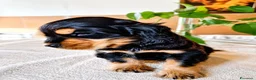 Cocker cani in vendita: Cuccioli di Cocker Spaniel Inglese  - Annuncio 13