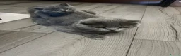 British gatti in vendita: Gattini schottish fold - Annuncio 2