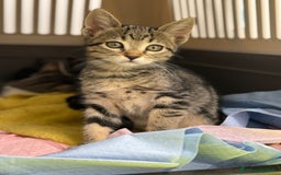 Europeo gatti in regalo: Due dolcezze di sorelle ❤️ - Immagine 2