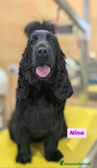 Nina