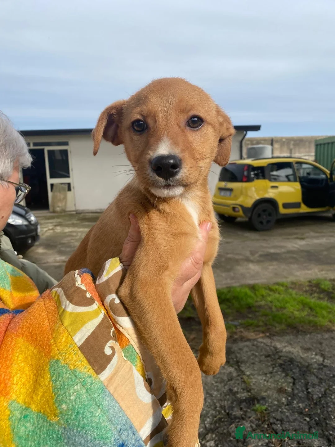 Meticcio cani in regalo: BACK 💙 - cucciolo futura taglia media cerca 🏡  - Annuncio 4